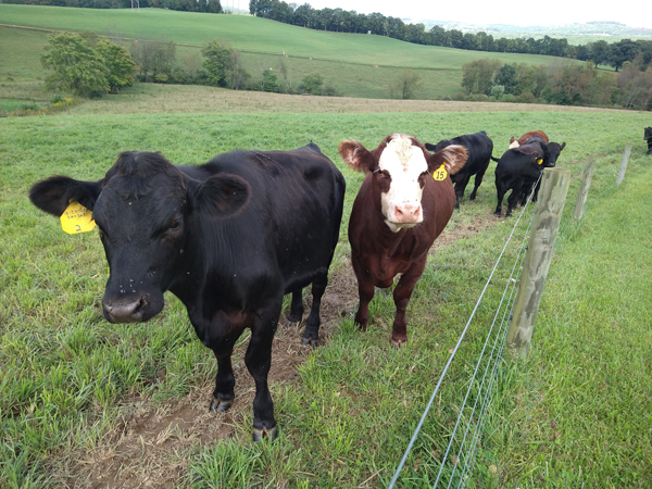 A field of Cows