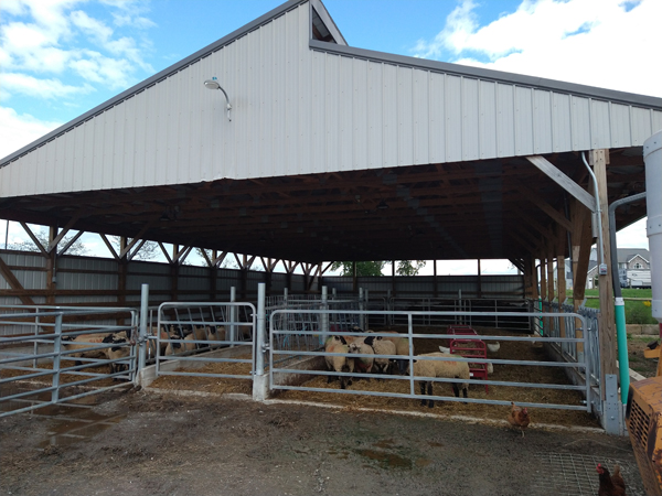 Barn with Sheep