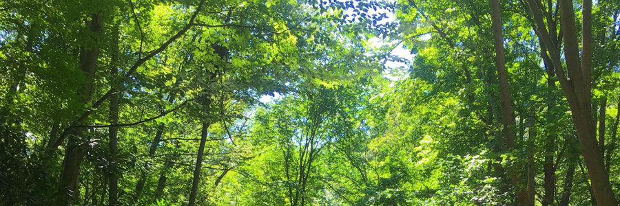 Timber Harvest